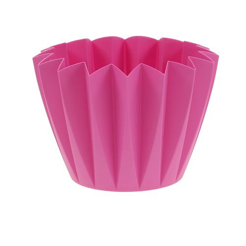 Floristik24 Trasplante Adonis Azalea 14cm 20uds