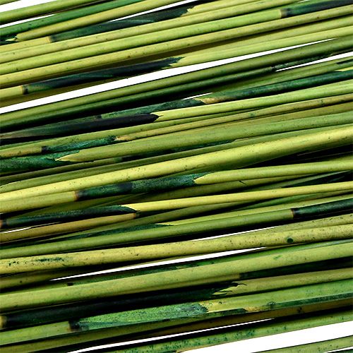 Floristik24 Vlei Reed 400g Verde Oscuro