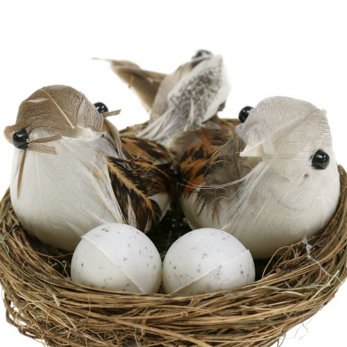 Floristik24 Nido de pájaro con huevos y pájaro 6pcs