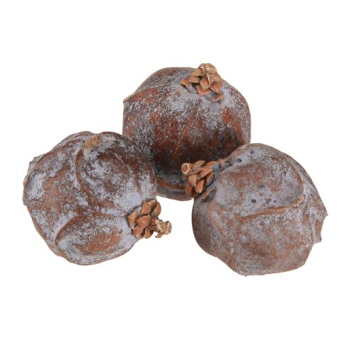 Floristik24 Conos de enebro Enebro sirio natural Ø1,5–2,5cm 1kg