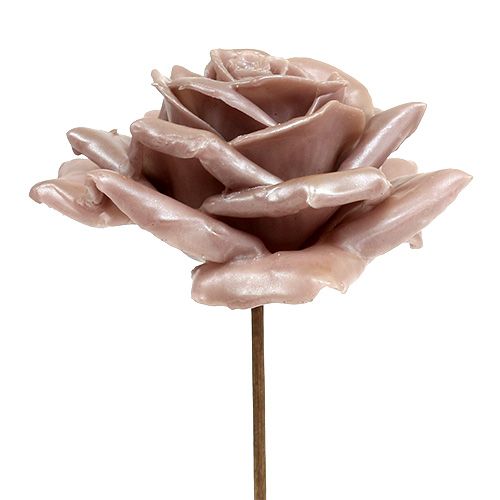 Floristik24 Mezcla de champagne rosa cera Ø10cm 6 piezas