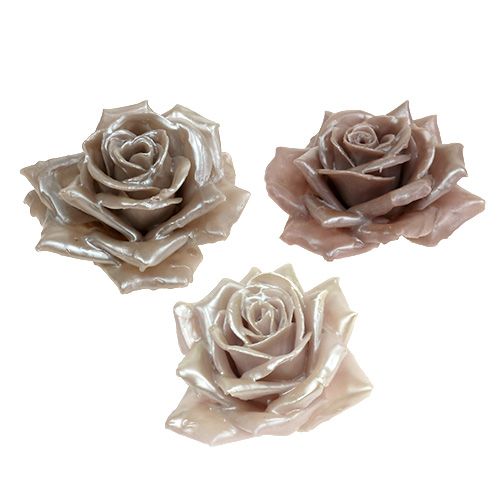 Floristik24 Mezcla de champagne rosa cera Ø10cm 6 piezas