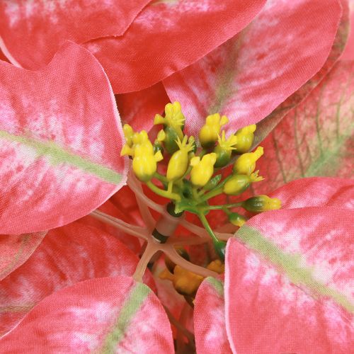 Artículo Poinsettia artificial Rojo Rosa L35cm 6 piezas 2 racimos