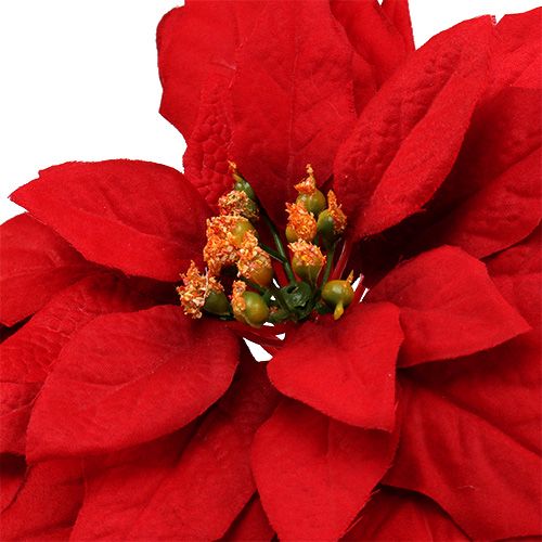 Floristik24 Estrella navideña roja 57cm 1p