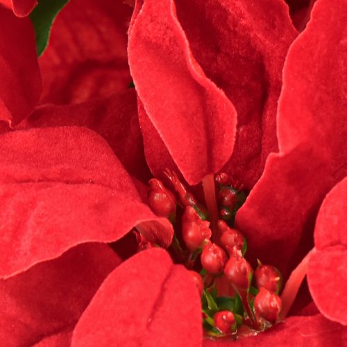 Artículo Flor de Pascua Artificial Roja 5 Flores 40cm