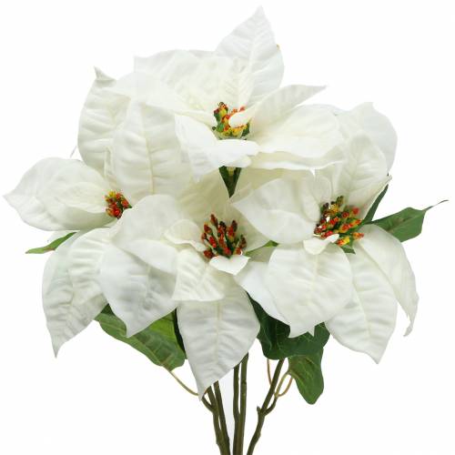 Floristik24 Poinsettia Ramo Blanco 52cm