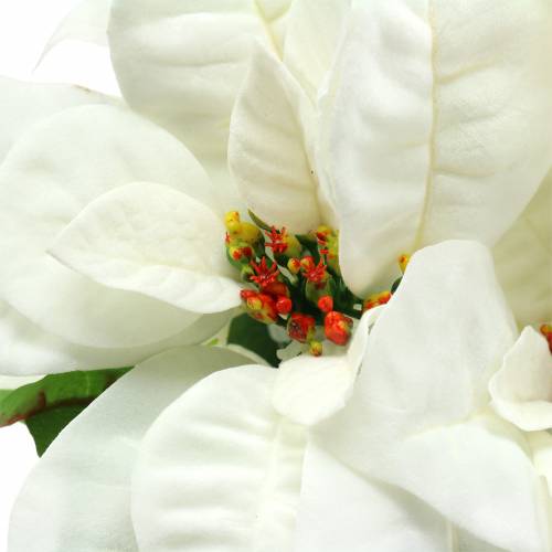 Artículo Poinsettia Ramo Blanco 52cm