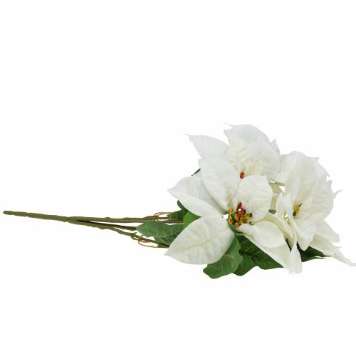 Floristik24 Poinsettia Ramo Blanco 52cm