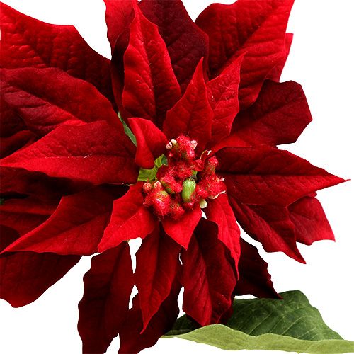 Floristik24 Estrella navideña roja 70cm