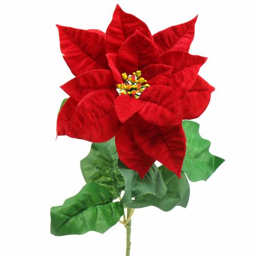 Floristik24 Flor de nochebuena roja 67cm