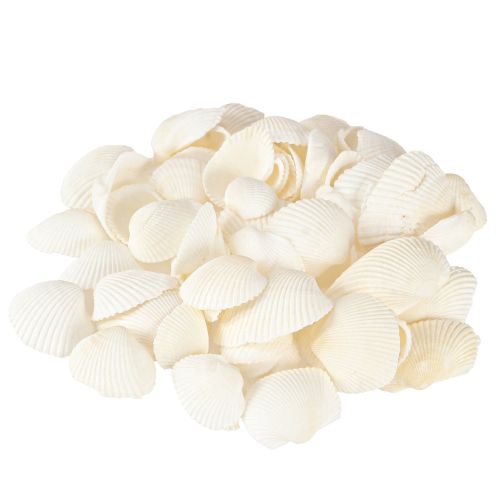 Floristik24 Conchas blancas decorativas de berberechos, 2-3,5 cm, 300 g, 2 unidades