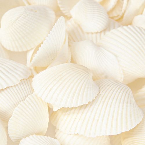 Floristik24 Conchas blancas decorativas de berberechos, 2-3,5 cm, 300 g, 2 unidades