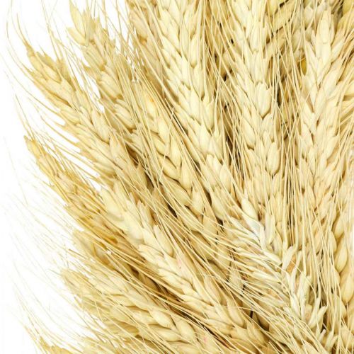 Corona natural, corona de trigo, corona de trigo, corona de grano 37cm