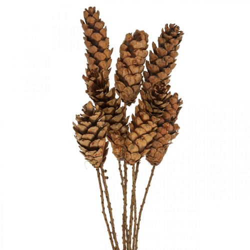 Floristik24 Piñas de pino blanco Piñas de pino Al 70 cm Manojo de 7 piezas