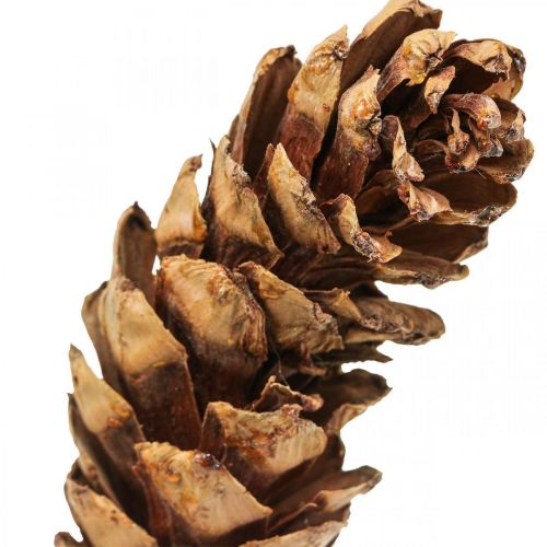Floristik24 Piñas de pino blanco Piñas de pino Al 70 cm Manojo de 7 piezas