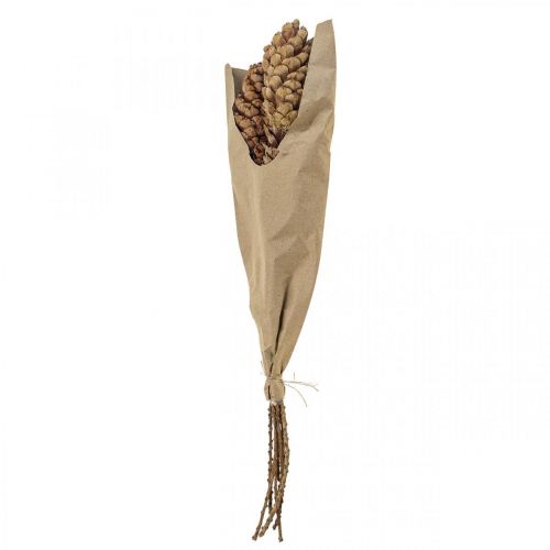 Floristik24 Piñas de pino blanco Piñas de pino Al 70 cm Manojo de 7 piezas