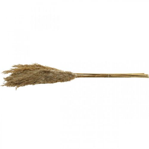 Artículo Junco de hierba seca natural decoración seca 75cm 10uds