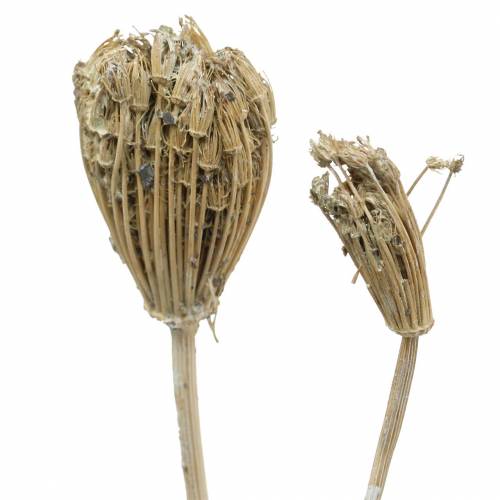 Floristik24 Ramo de flores silvestres, milenrama natural, blanco lavado 30–60cm 150g