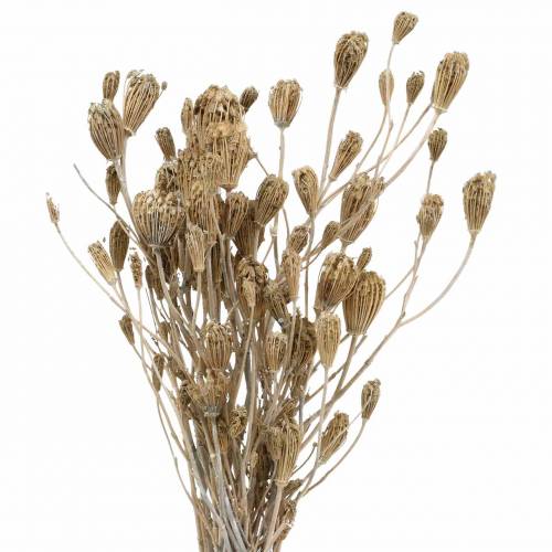 Floristik24 Ramo de flores silvestres, milenrama natural, blanco lavado 30–60cm 150g