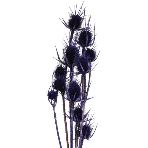 Floristik24 Cardo Silvestre Flores Secas Cardo Cardo Púrpura 55cm 10 cabezas