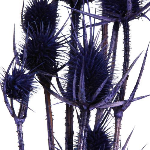 Artículo Cardo Silvestre Flores Secas Cardo Cardo Púrpura 55cm 10 cabezas