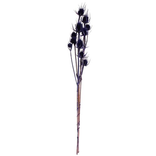 Artículo Cardo Silvestre Flores Secas Cardo Cardo Púrpura 55cm 10 cabezas