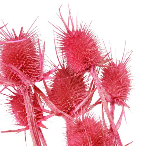 Artículo Cardo salvaje tarjeta decoración seca cardos 53cm 10 cabezas 3uds
