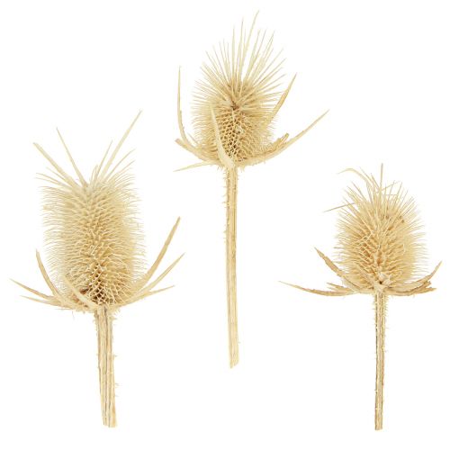 Artículo Cardo silvestre decoración natural seca blanqueada 3-6cm 1kg