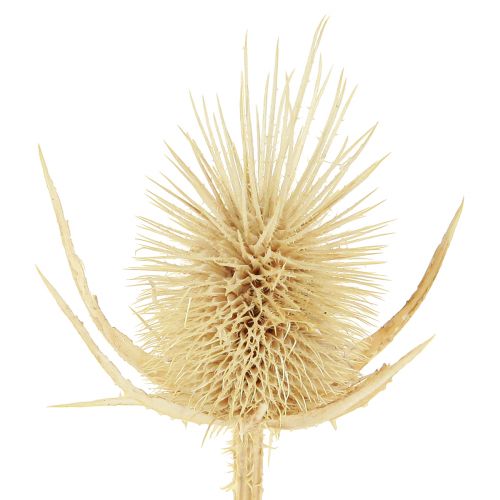 Artículo Cardo silvestre decoración natural seca blanqueada 3-6cm 1kg