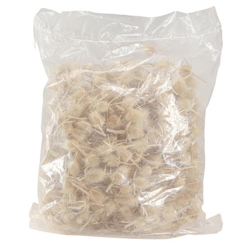Artículo Cardo silvestre decoración natural seca blanqueada 3-6cm 1kg