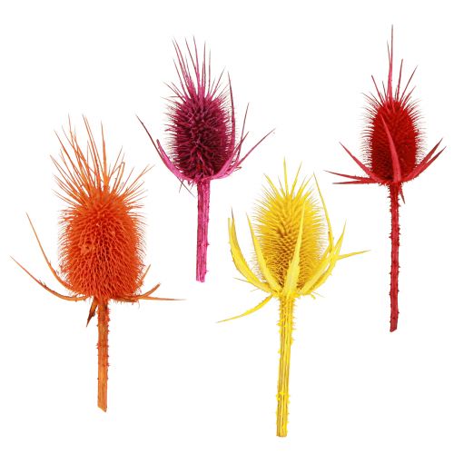 Artículo Cabezas De Cardo Salvaje Dispacus Teñido Seco 3-6cm 1kg