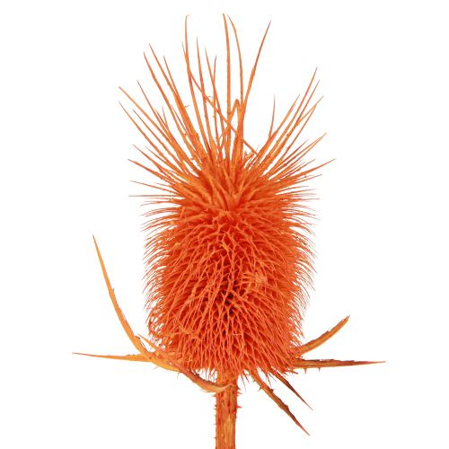 Artículo Cabezas De Cardo Salvaje Dispacus Teñido Seco 3-6cm 1kg