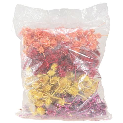 Artículo Cabezas De Cardo Salvaje Dispacus Teñido Seco 3-6cm 1kg