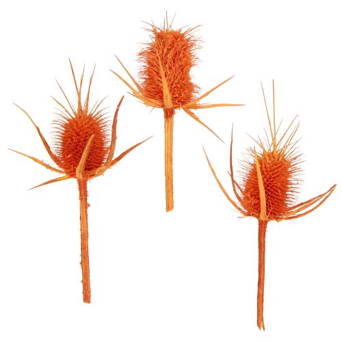 Floristik24 Cardo Silvestre Cardo Naranja Decoración Seca 1kg