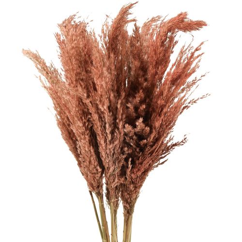 Artículo Wilde Reed Plume Reed Decoración Seca Albaricoque 75cm 10uds