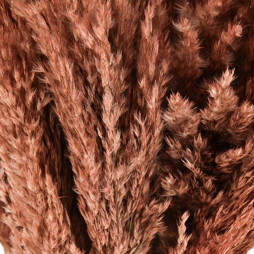 Artículo Wilde Reed Plume Reed Decoración Seca Albaricoque 75cm 10uds