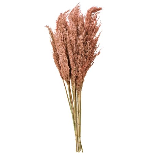 Artículo Wilde Reed Plume Reed Decoración Seca Albaricoque 75cm 10uds