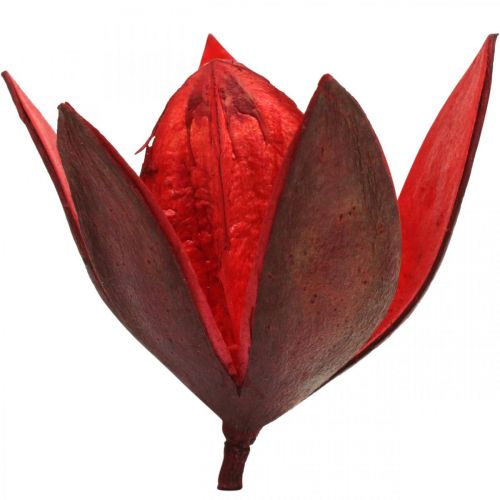Artículo Lirio salvaje rojo decoración natural flores secas 6-8cm 50uds