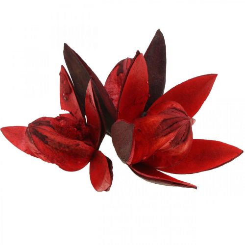 Floristik24 Lirio salvaje rojo decoración natural flores secas 6-8cm 50uds