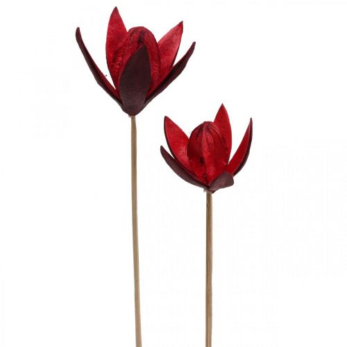 Floristik24 Lirio salvaje con tallo rojo Ø6,5cm 35cm 45 uds.