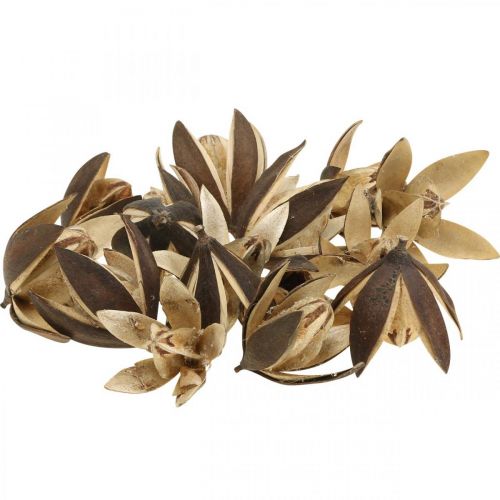 Floristik24 Lirio salvaje decoración natural flores secas exóticas 6-8cm 50uds