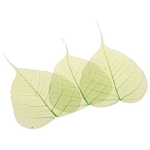 Artículo Hojas de sauce esqueletizadas verdes naturales decoración hojas 200 piezas