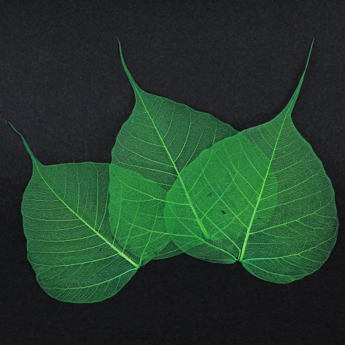 Artículo Hojas de sauce esqueletizadas verdes naturales decoración hojas 200 piezas
