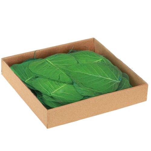Artículo Hojas de sauce esqueletizadas verdes naturales decoración hojas 200 piezas