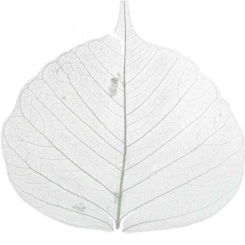 Artículo Hojas de esqueleto blanqueadas Hojas de sauce esqueletizadas 8-10cm 300 uds