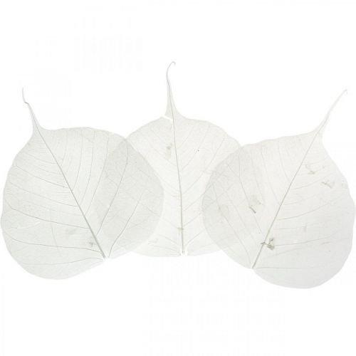 Floristik24 Hojas de esqueleto blanqueadas Hojas de sauce esqueletizadas 8-10cm 300 uds
