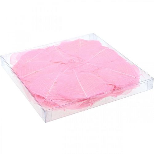 Artículo Hojas de esqueleto Hojas de sauce esqueletizadas rosa 5-9cm 200 piezas