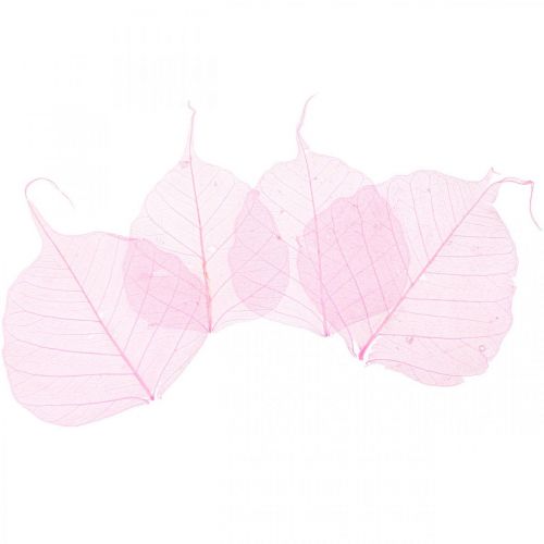 Floristik24 Hojas de esqueleto Hojas de sauce esqueletizadas rosa 5-9cm 200 piezas