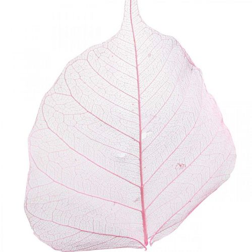 Artículo Hojas de esqueleto Hojas de sauce esqueletizadas rosa 5-9cm 200 piezas
