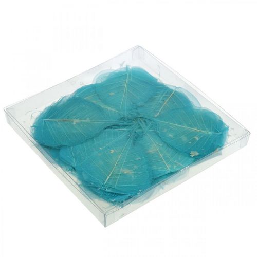 Floristik24 Hojas de sauce, hojas naturales de sauce, hojas secas esqueletizadas azul turquesa 200 uds